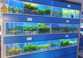 Live Fish Tank Plants